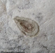 Kimberella may have had a predatory or grazing lifestyle.