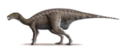 Mantellisaurus atherfieldensis Steveoc