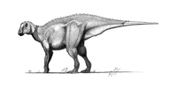 "Gryposaurus"