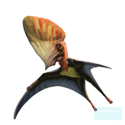 Reconstruction of Caiuajara flying