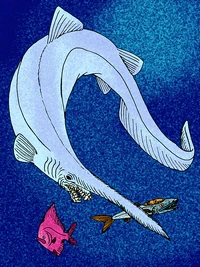 Scapanorhynchus