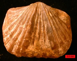 PlatystrophiaOrdovician
