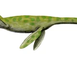 Styxosaurus