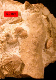 Zygospira modesta, spiriferid , preserved in their original positions on a trepostome ;  () of southeastern .