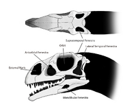 The lateral  in relation to the other skull openings in the  .