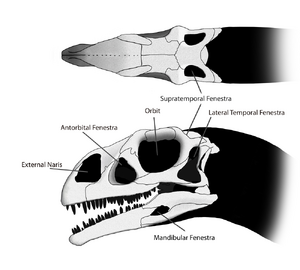 Above is a diagram of the skull of Massospondylus, showing the various skull openings.