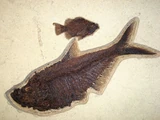 Diplomystus