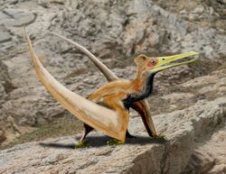 File:Pterodactyloidea indet Solnhofen.jpg - Wikimedia Commons