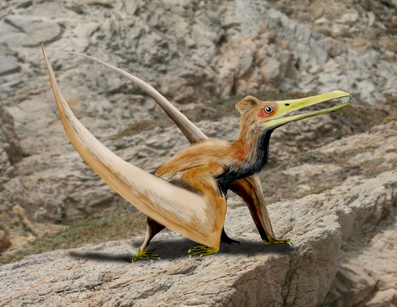 Pterodactyloidea, Fossil Wiki