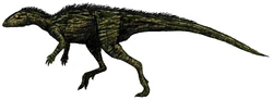 Oryctodromeus