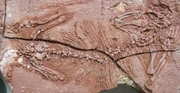 Suminia fossil1