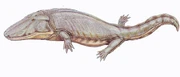 Paracyclotosaurus davidi - giant temnospondyl from  of Australia.