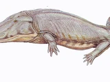 Capitosauroidea