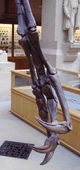  forelimb, showing claws (from ).
