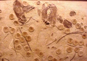 A photograph of a Cretoxyrhina mantelli disarticulated shark specimen (KUVP 247) at the University of Kansas Museum of Natural History.  Inside are the remains of a large  inside the shark when it died. Note the large lower jaw, with teeth, in the upper center of this picture. Xiphactinus  ribs are also scattered among the shark vertebrae.