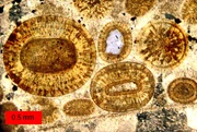 Thin-section view of a  limestone in southern Utah. The round grains are ; the largest is 1.2&nbsp;mm in diameter. This limestone is an oosparite.