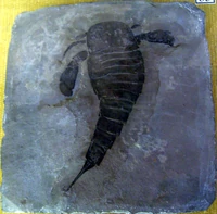 Eurypterus