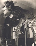 Barnum Brown examines the skeleton of Tyrannosaurus rex, mounted in its original misguided "Godzilla"-like pose.
