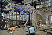 Replica of Cryolophosaurus at Brussles.