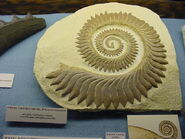 Helicoprion bessonovi from the Ural Regions of Russia. Lower Permian, 280 mya. From the collection of Gordon Hubbell.