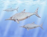 Otschevia zhuravlevi - from the lower  (Tithonian, uppermost Jurassic) of Ulianovsk region.