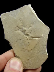 A rare     from Uintah county, Utah, U.S.A., the . Fossil measures 3.5" x 2.4".