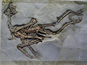 Sapeornis chaoyangensis fossil displayed in Hong Kong Science Museum.