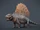 Dimetrodon