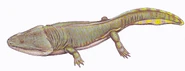 Metoposaurus diagnosticus krasiejowensis from Poland