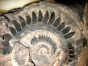 Fossil-tooth-spiral