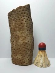 Lycopsid Tree Root Fossil