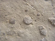 Microfossils about 1 mm.