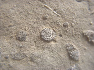 Microfossils about 1 mm.