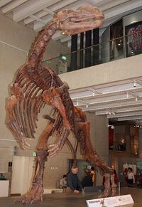 Muttaburrasaurus skel QM email