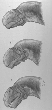 Sketches of Camarasaurus head movements by Erwin Christman