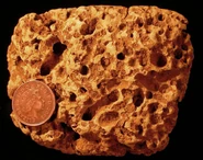 Numerous borings in a Cretaceous cobble, Faringdon, England; see Wilson (1986).