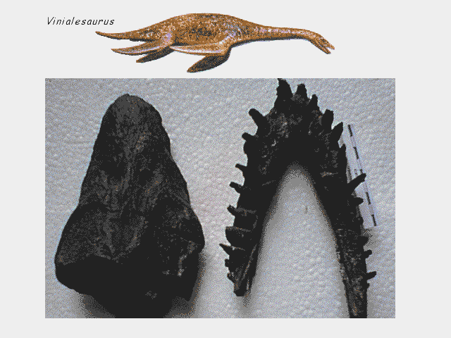 Vinialesaurus Fossil Wiki Fandom