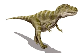 Gorgosaurus BW