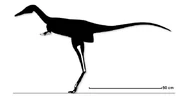 Skeletal proportions of Albertonykus borealis.