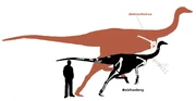 Deinocheirus beishanlong scale