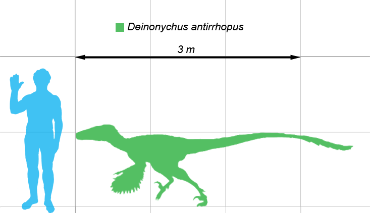 Deinonychus (Deinonychus antirrhopus) Dimensions & Drawings