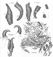 The preserved stomach contents of an ichthyosaur showing the creature fed upon 