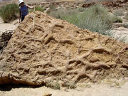 , burrows produced by crustaceans, from the Middle ,  Qatan, southern .