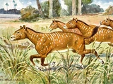 Mesohippus