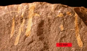 Trypanites borings in an Upper   from northern Kentucky. The borings are filled with diagenetic  (yellowish). Note that the boring on the far right cuts through a shell in the matrix.