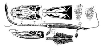 Tanystropheus Fossil Wiki Fandom
