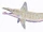 Parahelicoprion
