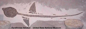 The most complete specimens of Squalicorax falcatus (USNM 425665) that has ever been found. It is presently on exhibit in the United States National Museum - Smithsonian.