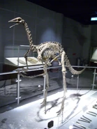 A Archaeornithomimus fossil in display.