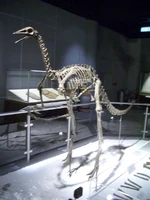 Archaeornithomimus